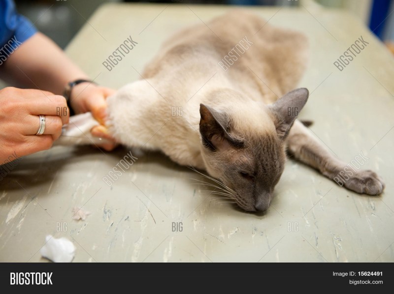 Прививка в холку кошке