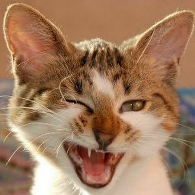 Довольный котик