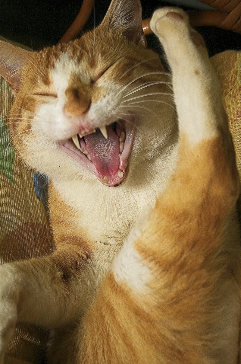 Коты ржут