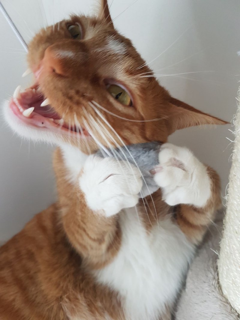 Кошка ржет