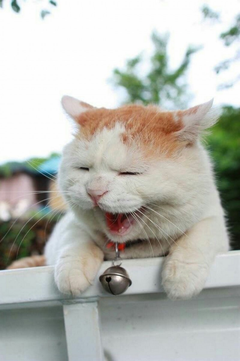 Кот ржет