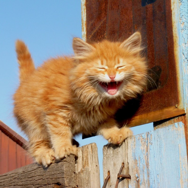 Кот смеется