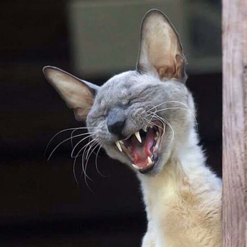 Кот ржунимагу
