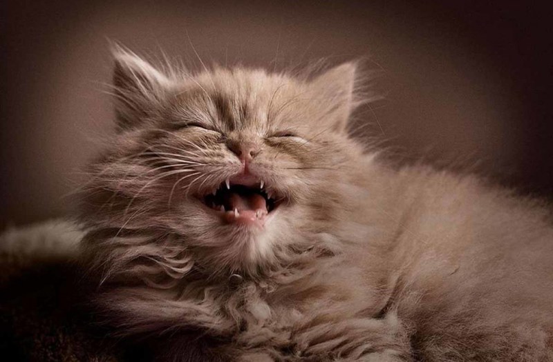 Котенок улыбается