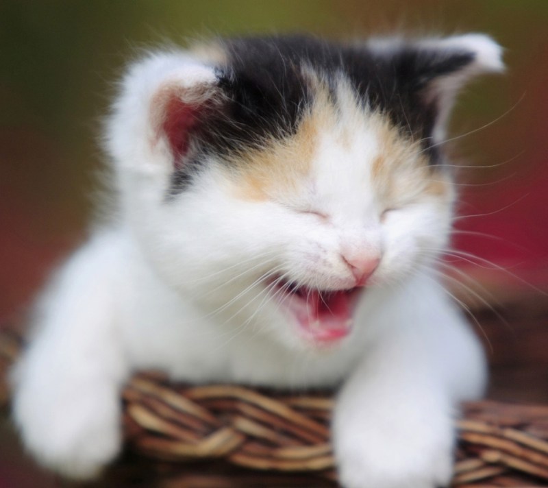 Кот хихикает
