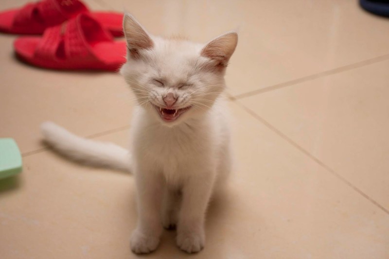 Смех котенка