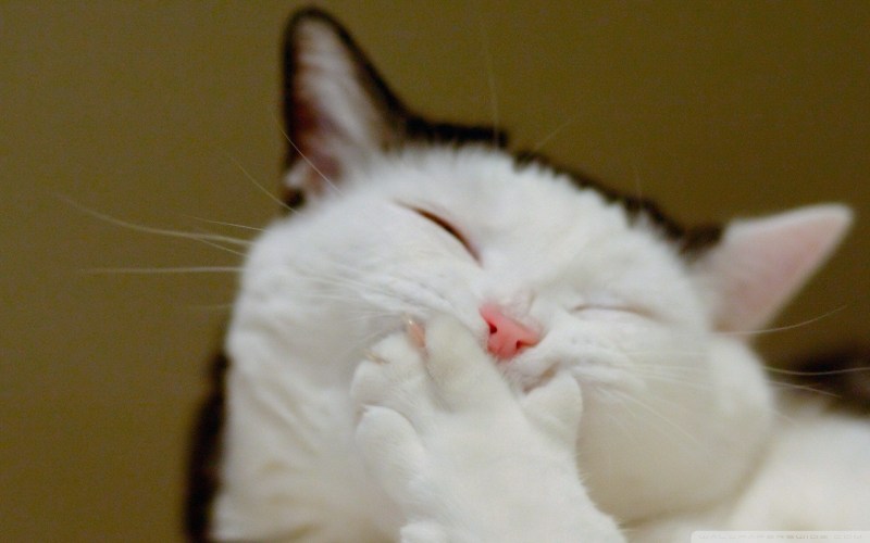 Кот с лапой во рту