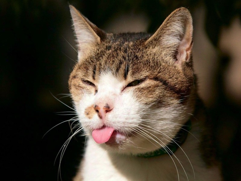 Смешной кот
