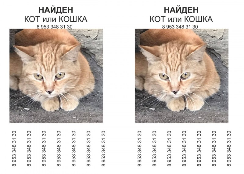Чем отличается кот от кошки - картинки и фото koshka.top