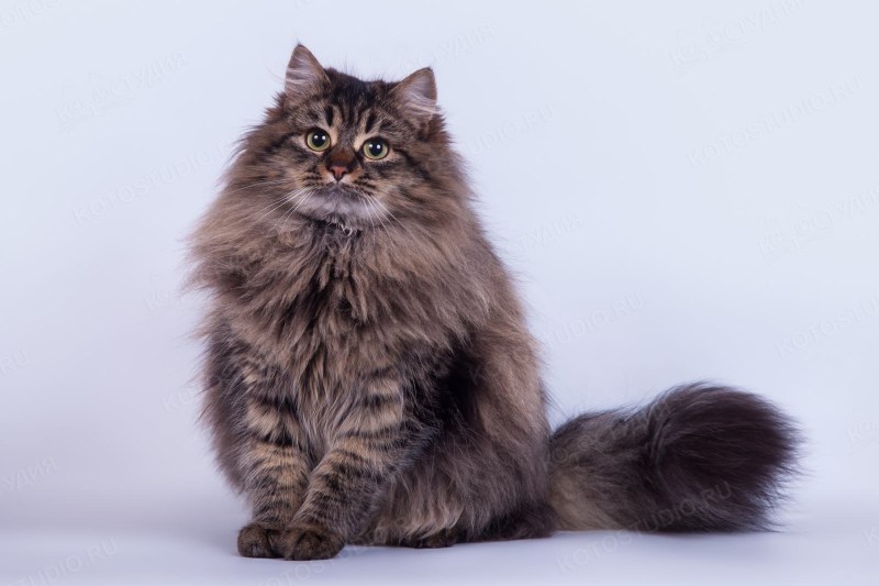 Сибирская кошка