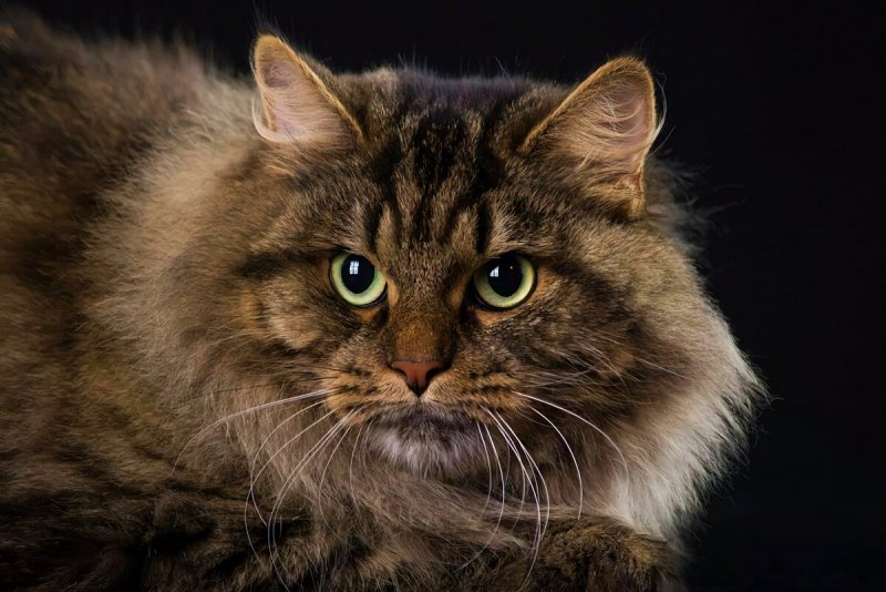 Сибирская кошка
