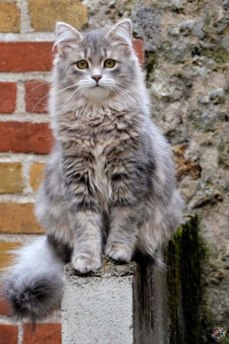 Сибирская кошка