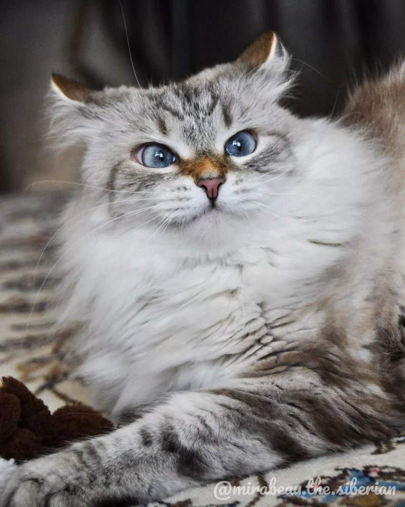 Сибирский длинношерстный кот