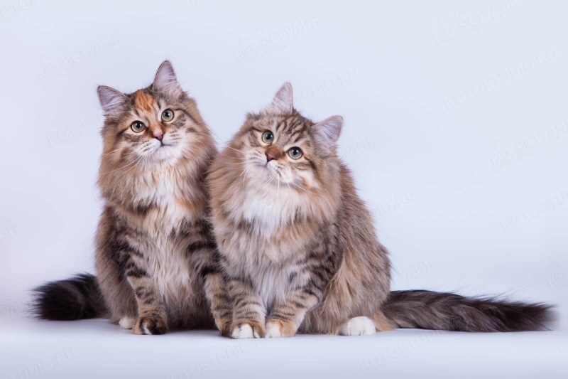 Сибирская кошка