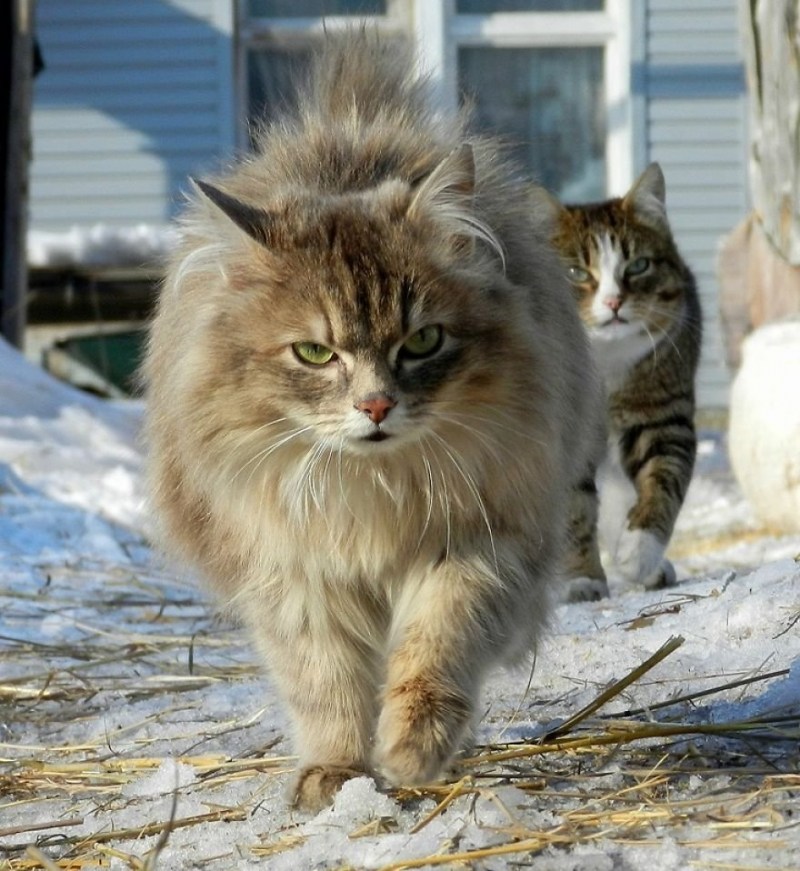 Сибирская сторожевая кошка