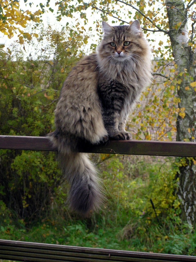 Сибирский кот