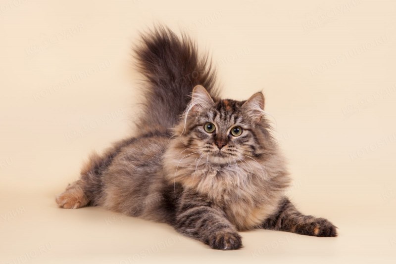Сибирская кошка