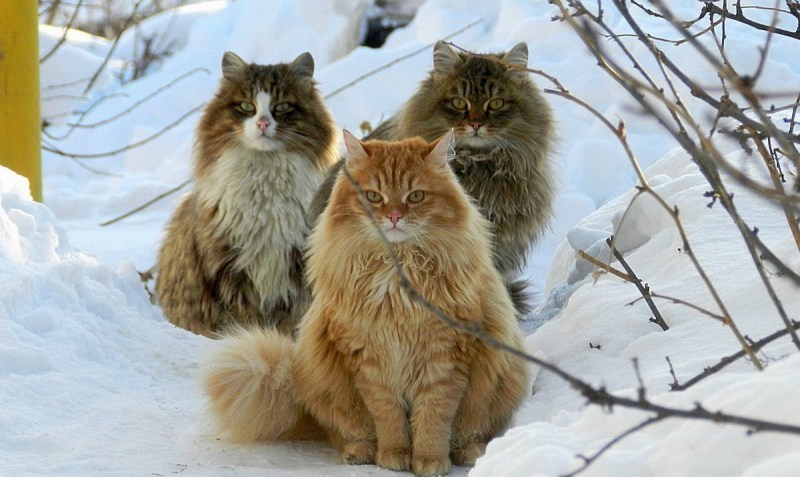 Сибирские коты