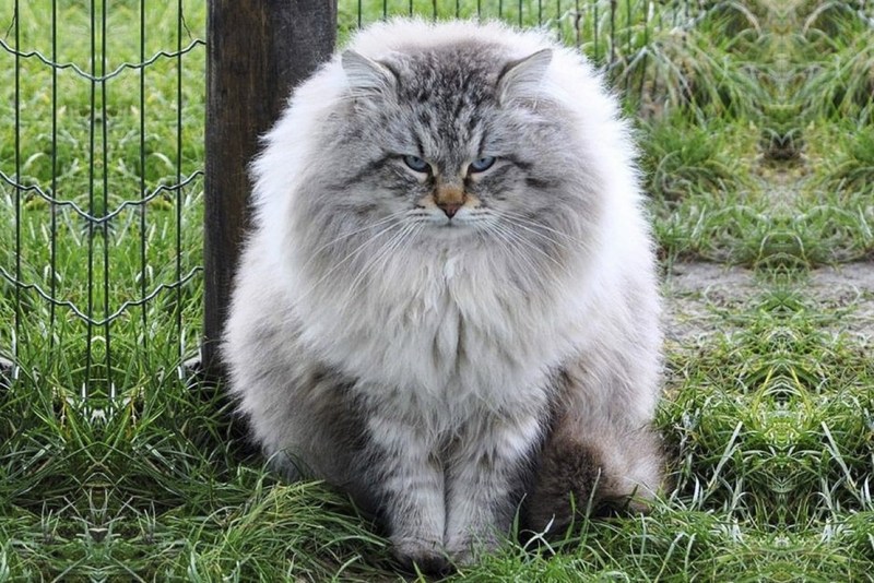 Сибирский длинношерстный кот