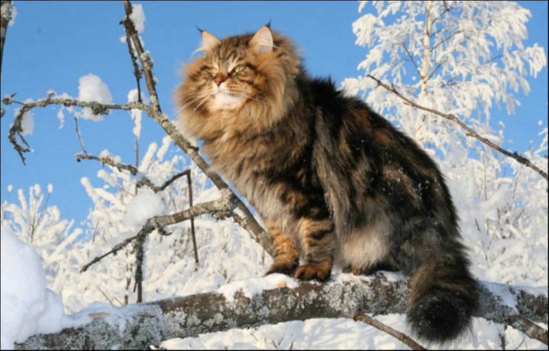 Сибирский кот Барсик