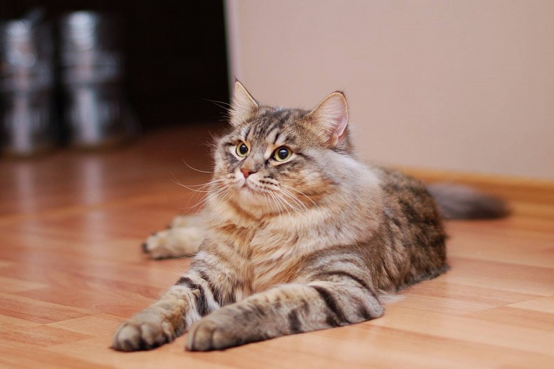 Сибирская кошка