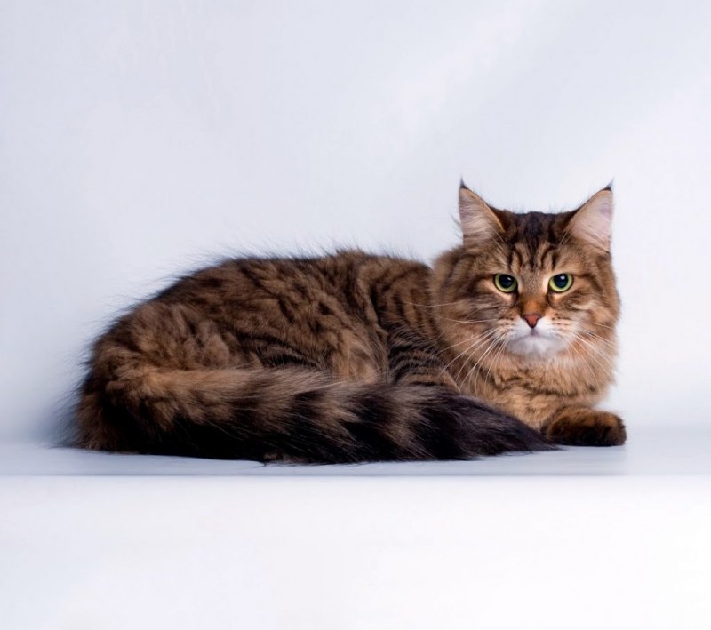 Сибирская кошка
