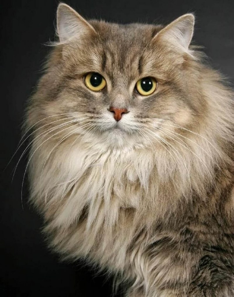 Сибирская длинношерстная кошка