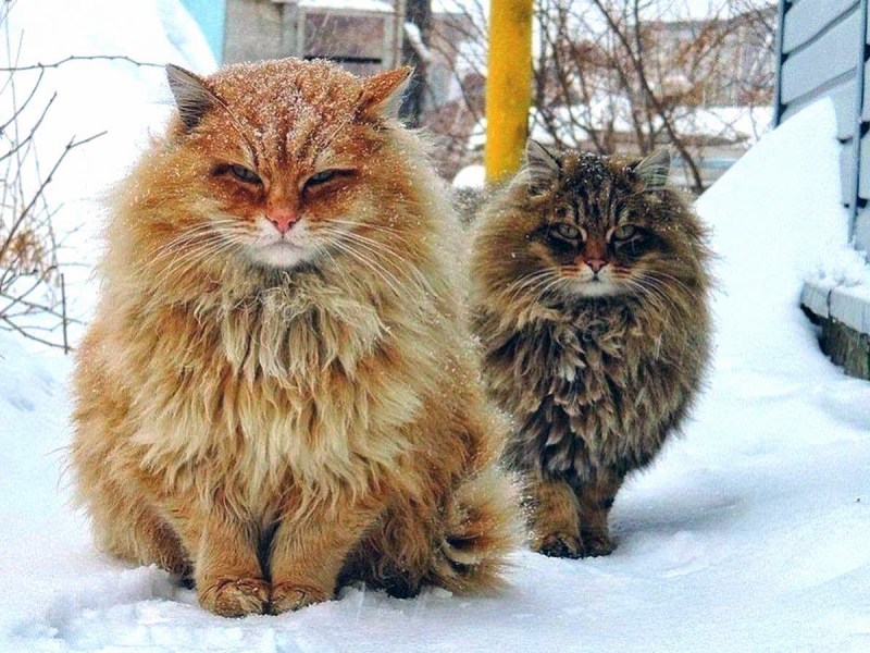 Кошка Сибирская Кошляндия