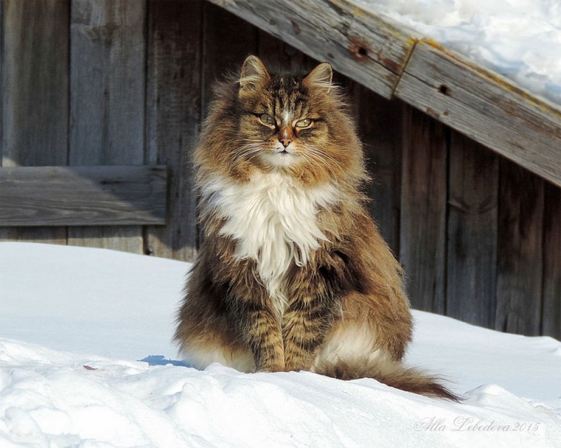 Сибирская сторожевая кошка