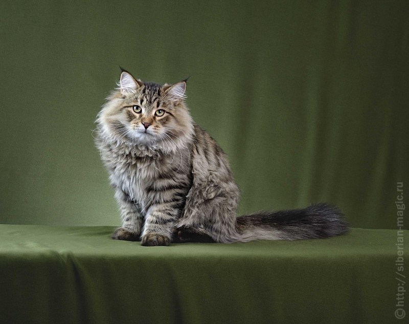 Сибирский Мао кот