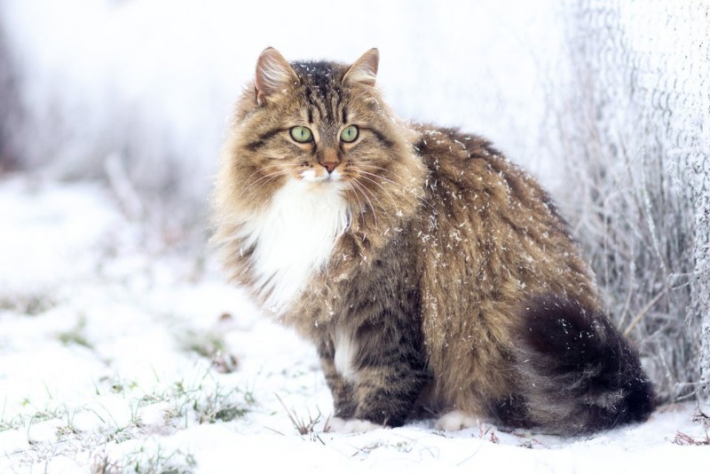 Сибирский длинношерстный кот