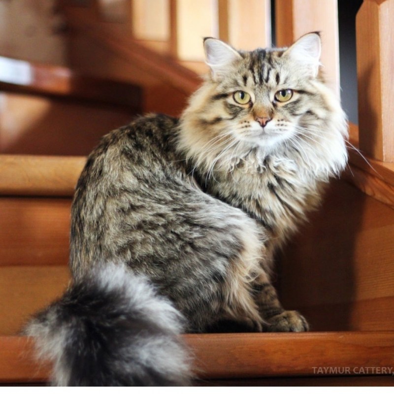 Сибирский Лесной кот домашний