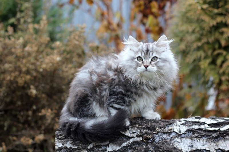 Сибирская пуховая кошка