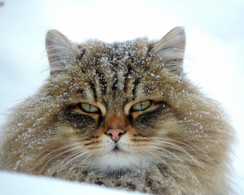 Коты Аллы Лебедевой Кошляндия