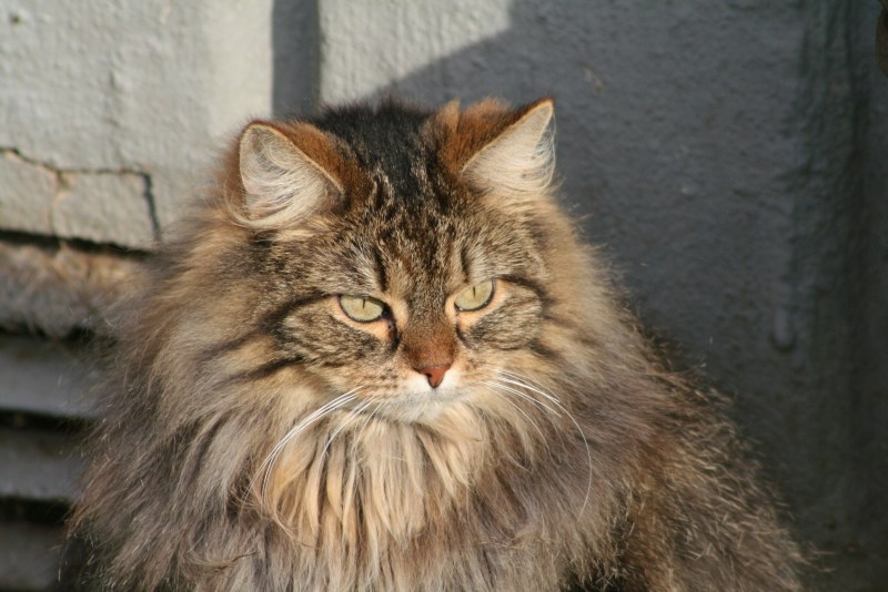Сибирский Лесной кот