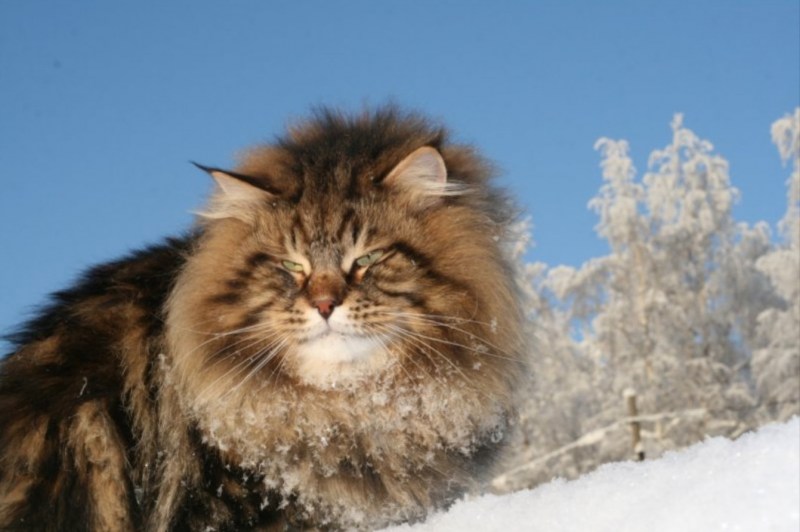 Сибирские Таежные кошки