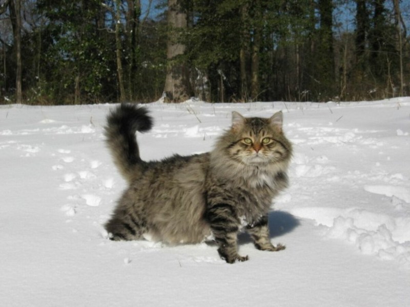 Сибирский кот Уссури