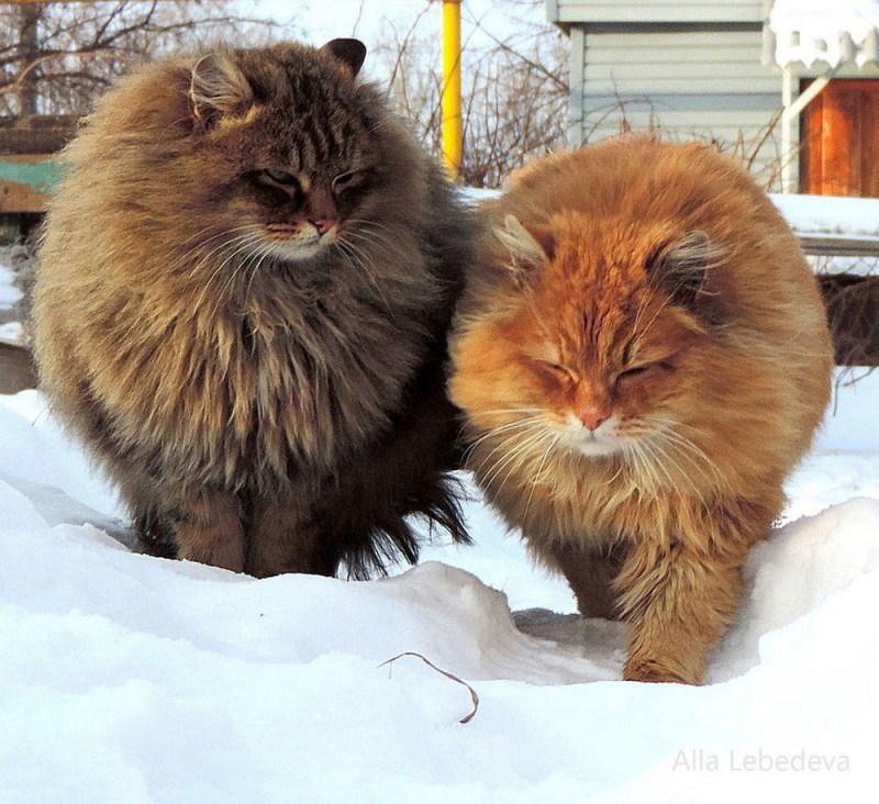 Сибирские коты