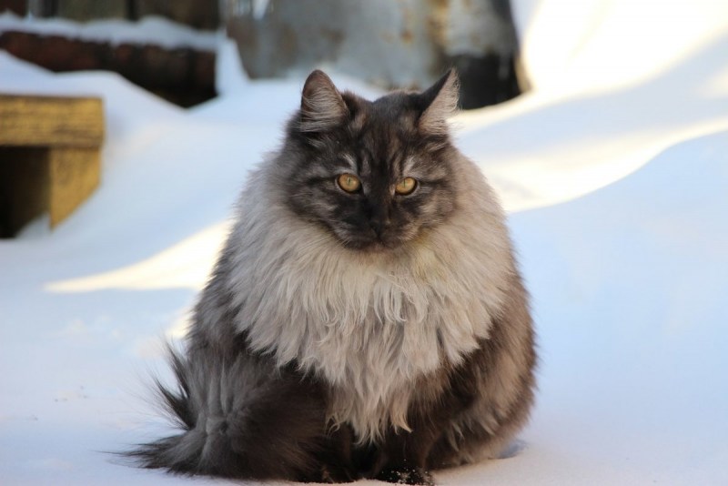 Сибирский длинношерстный кот