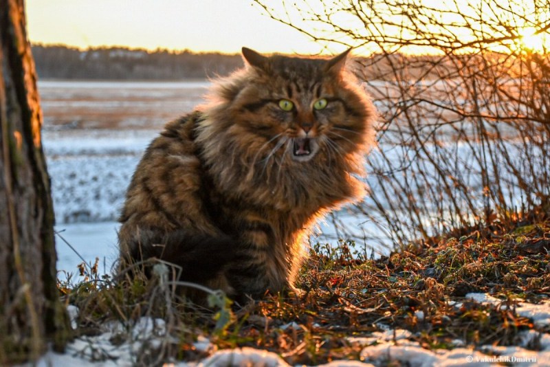 Сибирская охотничья кошка