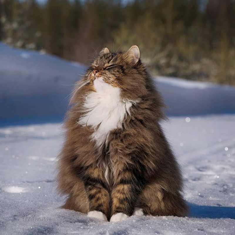 Дикая Норвежская Лесная кошка
