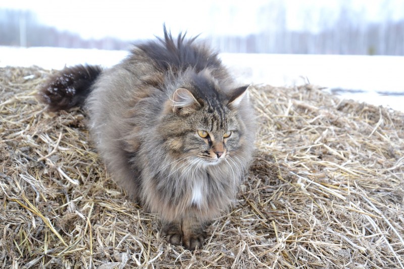 Сибирская сторожевая кошка
