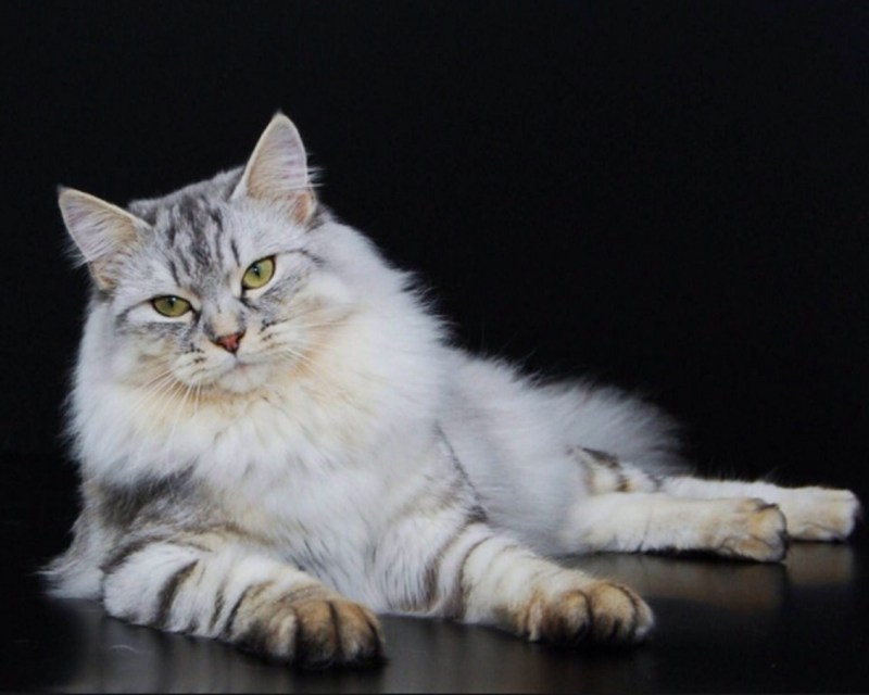 Сибирская пуховая кошка