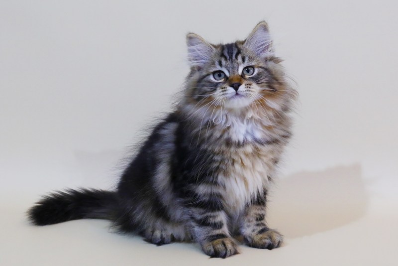 Сибирская кошка