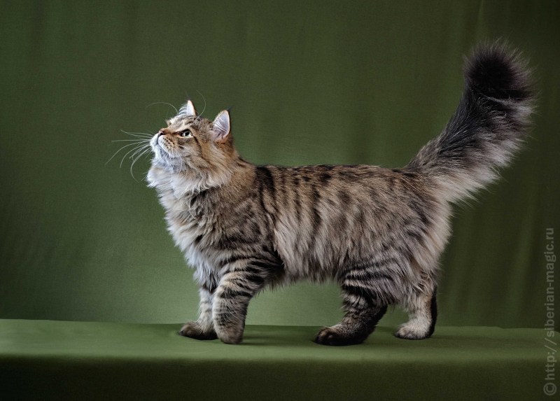 Кошка Сибирский Мао