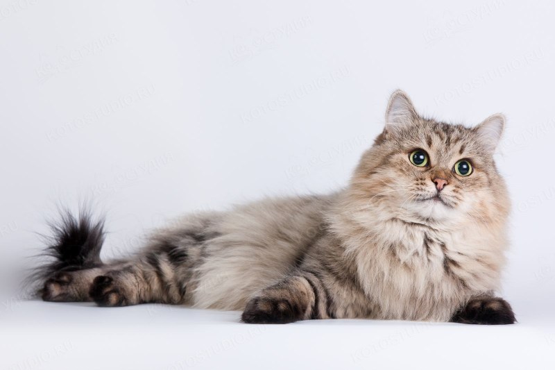 Сибирская кошка