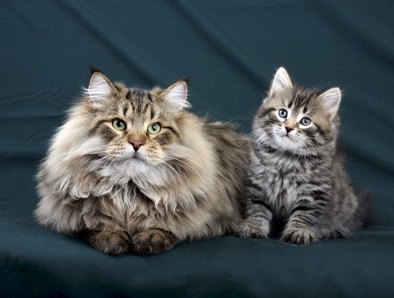 Сибирская кошка фото