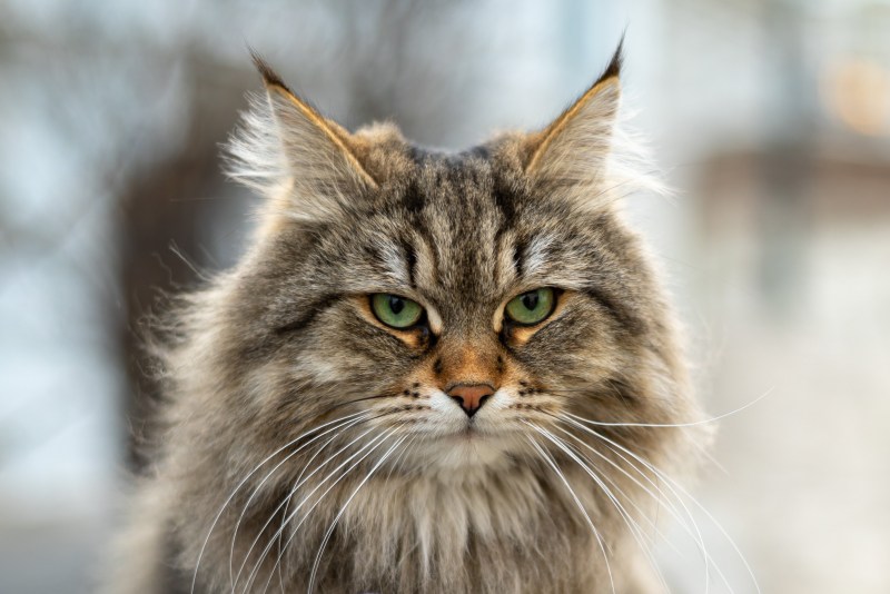 Сибирская кошка