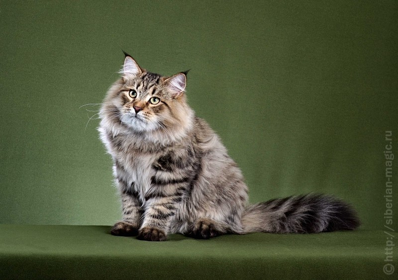 Сибирский кот окрас