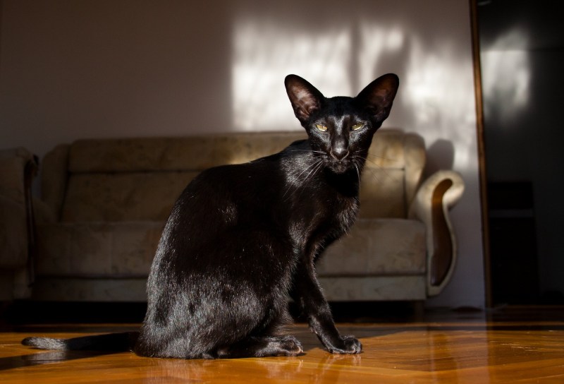 Кошка Ориентал
